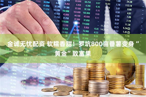 金诚无忧配资 软糯香甜！罗坑800亩番薯变身“黄金”致富果